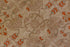 Vintage Hereke Area Rug (4' x 5')